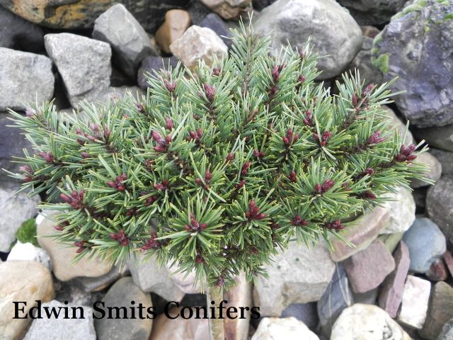 Pinus sylvestris 'Zoelen'